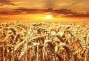 Produzione di farina per l’industria alimentare