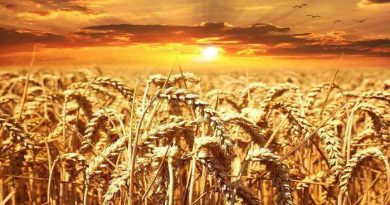 Produzione di farina